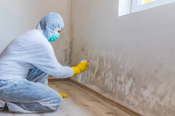 Licensed Black Mold Removal service in Ashland, OR - WQB Mold Removal