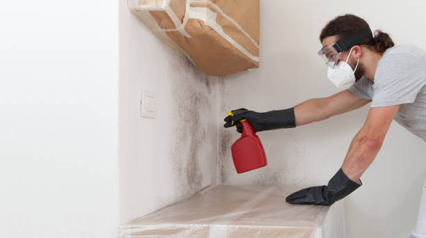 Professional Black Mold Removal technician working in Ashland, OR