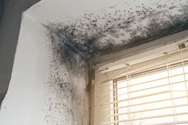 Affordable Black Mold Removal solutions in Ashland, OR